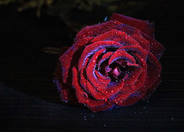 Carmen / ***
