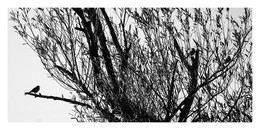 Birdies / ***