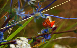 recalling the summer / ***