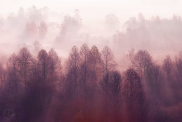 Winternebel / ***