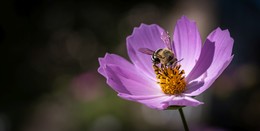 A bee on a flower / ***