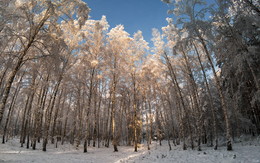 winters in the forest / ***