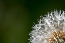 Taraxacum / ***
