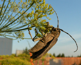 Beetle / ***