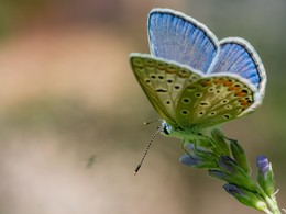 Butterfly / ***