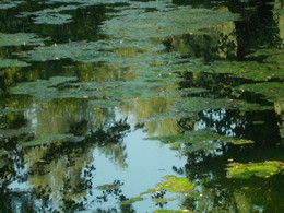 Pond / ***