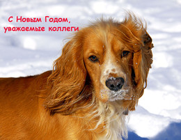Happy New Year! / ***