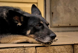 Frohes Neues Jahr! / ***