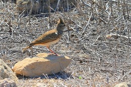 Crested lark / ***