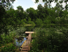 At the lake in the woods / ***