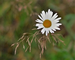 Sommerstimmung / &quot; &quot; &quot;