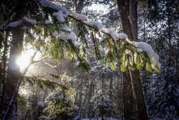 Branch / ***