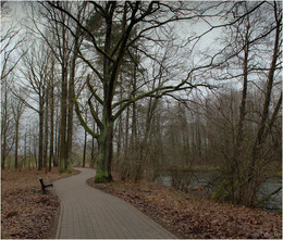 Oak-tree / ***