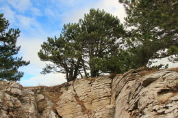 and trees on the rocks / ***