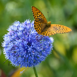 Butterfly / ***