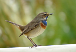 Blaukehlchen / ***