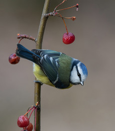 Blue tit / .....
