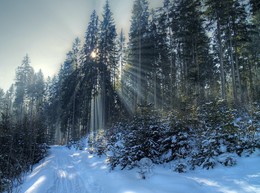 Der Sonne entgegen / [img]https://i.imgur.com/ZUtwGvm.jpg[/img]

