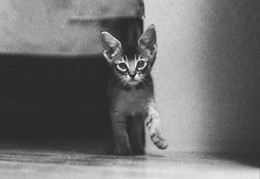 Kitten / ***
