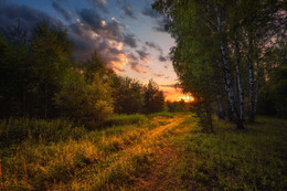 Sunset in the forest / ***