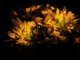 Chrysanthemums / ***