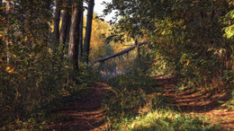 morning in the autumn forest / ***