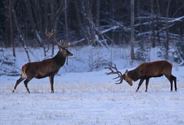 Pashkevich68 / Pashkevich68