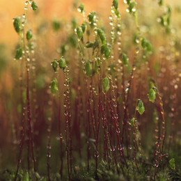 Kukushkin flax / ***