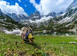  / An einem schönen Sommerwochenende waren meine deutschen Freunde und ich in den Tiroler Alpen unterwegs. Am Seebensee unterhalb der Coburger Hütte mussten wir uns erst bei dem "einheimischen Wächter" mit unserem Proviant "freifüttern". Gott sei Dank hat unser Proviantl offensichtlich gemundet ;-)