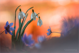  / Schneeglöckchen im Abendlicht. Frühling 2017