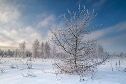 winter / ***
