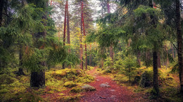 trail / ***