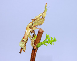 Geistermantis (Phyllocrania paradoxa) / Phyllocrania paradoxa