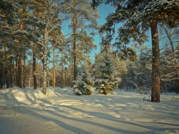 In forest / ***