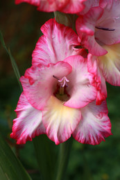 Gladiolus / ***
