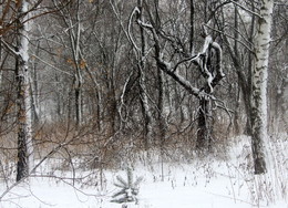 Winter / ***