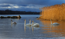 Morning on the river / ***