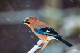 Winter / ***
