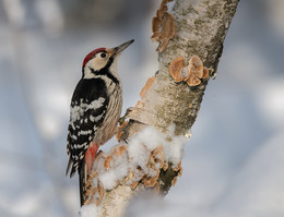 Mittelspecht / ......