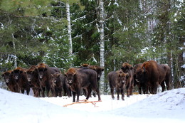 Pashkevich68 / Pashkevich68