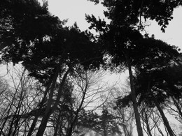 Pines / ***