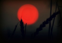 The sun rises / ***