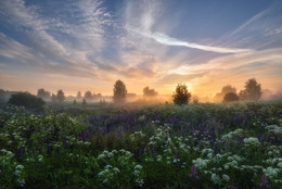 Early morning / ***