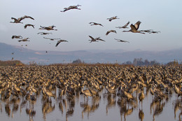 Cranes / ***