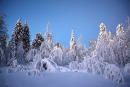 Winterwald / ***