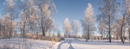 winter forest. / ***