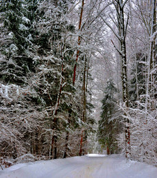 Winter road / ***