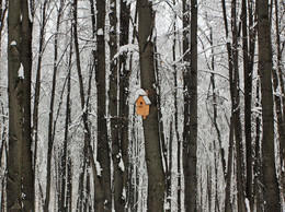 Waiting for spring / ***