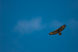 Buzzard / ***