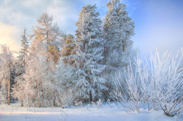 Frosty Day / ***